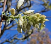Wisteria brachybotrys 'Shiro Kapitan' - Witte regen - 2