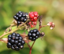 Doornloze braam 'Black Satin'