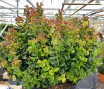 Druifheide 'Curly Red'