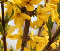 Forsythia intermedia Spectabilis
