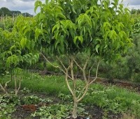 Heptacodium miconioides - Zevenzonenboom - 2