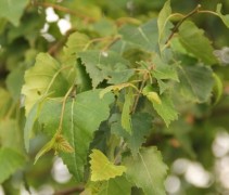 Betula pendula