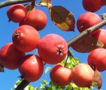 Malus 'Neville Copeman'