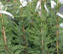 Cupressocyparis leylandii