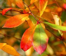 Nyssa sylvatica