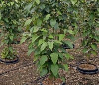 Clerodendrum trichotomum fargesii - Clerodendrum trichotomum  - 3