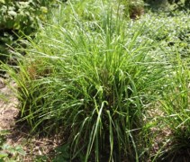 Pennisetum Viridescens