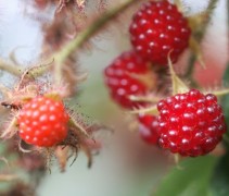 Rubus Phoenicolasius