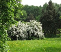 "Spiraea vanhouttei 20" by Kor!An (?????? ??????) - Own work. Licensed under CC BY-SA 3.0 via Wikimedia Commons 