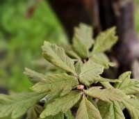 Acer griseum - Papieresdoorn - 4