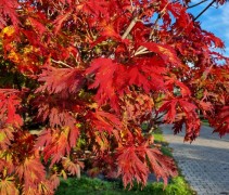 Acer japonicum 'Aconitifolium'