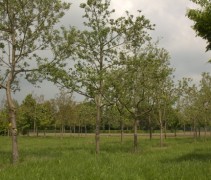 Malus domestica 
