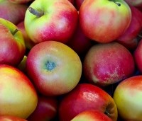 Malus domestica 'Elstar' - Appel Elstar - 2