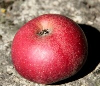 Malus domestica 'Elstar' - Appel Elstar - 3