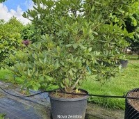 Rhododendron 'Nova Zembla' - Rododendron 'Nova Zembla' - juli nieuw blad