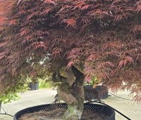 Acer palmatum 'Dragon Fire' - Japanse Esdoorn Dragon Fire - 3