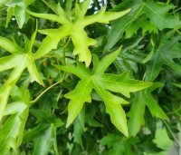 Liquidambar styraciflua 'Stared'  - Amberboom 'Stared' - 1