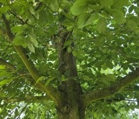Carpinus betulus - Haagbeuk - 1