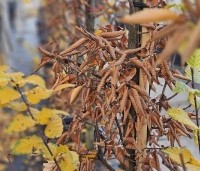 Carpinus betulus 'Lucas' - Zuilvormige haagbeuk - 4