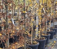 Carpinus betulus 'Lucas' - Zuilvormige haagbeuk - 2