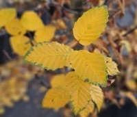 Carpinus betulus 'Lucas' - Zuilvormige haagbeuk - 3