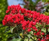 Kalmia latifolia - Lepelboom - 2