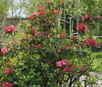 Kalmia latifolia - Lepelboom - 3