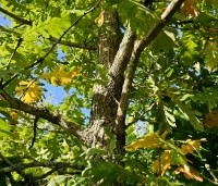 Quercus frainetto - Hongaarse eik - 1