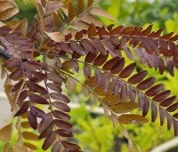 Gleditsia triacanthos 'Rubylace' - Valse Christusdoorn 'Rubylace' - 4