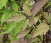 Clematis montana 'Rubens' - Bosrank 'Rubens' - 1