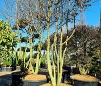 Carpinus betulus - Haagbeuk - 2