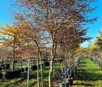 Carpinus betulus - Haagbeuk - 3