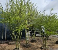 Carpinus betulus - Haagbeuk - 1