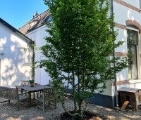 Carpinus betulus - Haagbeuk - 4
