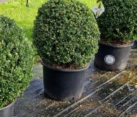 Ilex crenata 'Dark Green' - Japanse hulst 'Dark Green' - 4