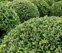 Ilex crenata 'Dark Green' - Japanse hulst 'Dark Green' - 6