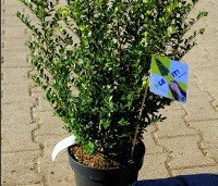 Ilex crenata 'Dark Green' - Japanse hulst 'Dark Green' - 7
