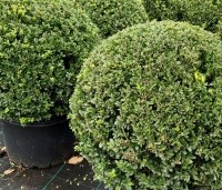 Ilex crenata 'Dark Green' - Japanse hulst 'Dark Green' - 5