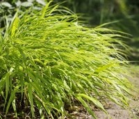Hakonechloa macra 'Aureola' - Japans siergras 'Aureola' - 1