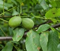 Juglans regia 'Bella Maria' - Walnoot 'Bella Maria' - 2