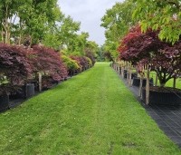 Acer palmatum 'Dissectum' - Japanse esdoorn 'Dissectum' - 3