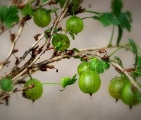 Ribes uva-crispa 'Hinnonmaki Grön' - Groene kruisbes  - 1