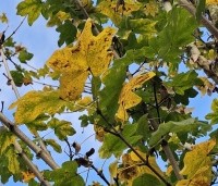 Acer campestre - Veldesdoorn - herfst