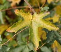 Acer campestre - Veldesdoorn - 4