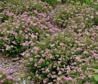 Spiraea japonica 'Little Princess' - Spierstruik 'Little Princess' - vakbeplanting  - 6