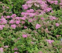 Spiraea japonica 'Little Princess' - Spierstruik 'Little Princess' - vakbeplanting  - 5