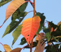 Prunus serrulata 'Kanzan' herfst kleuren
