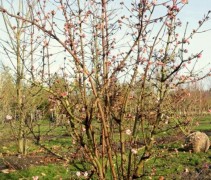 Viburnum bodnantense Dawn