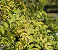Decaisnea fargesii - Augurkenstruik - 1