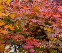 Acer palmatum 'Saoshika'